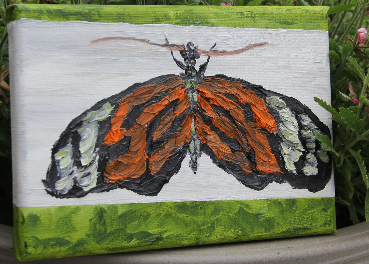 Butterfly Beauty