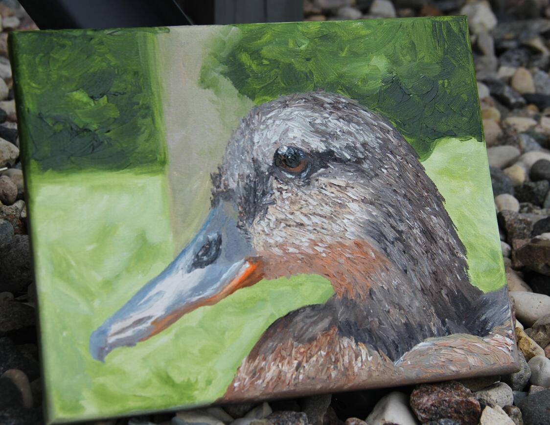 Duck on a Summer Day
